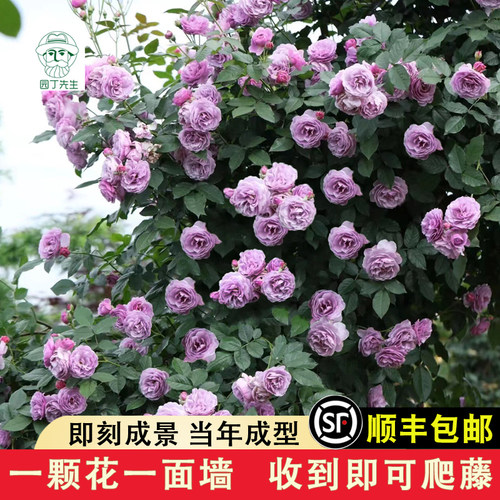 薰衣草花环阳台无刺爬藤蔷薇月季花苗庭院阳台爬墙玫瑰苗花卉绿植