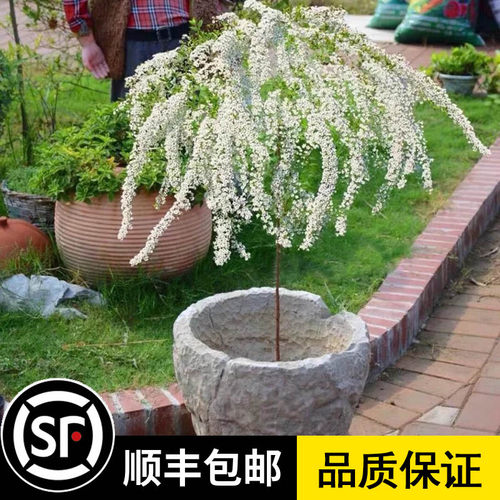 喷雪花棒糖盆栽大苗柳室内