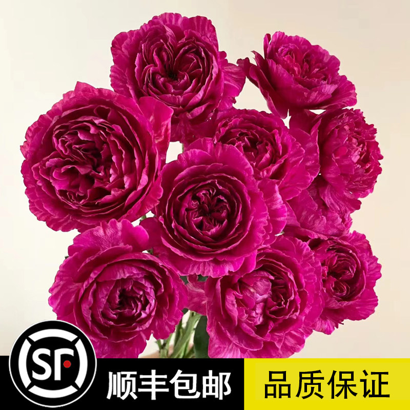新品切花丰花真彩230 领带条纹裙边红色中香月季花苗芍药花型大花