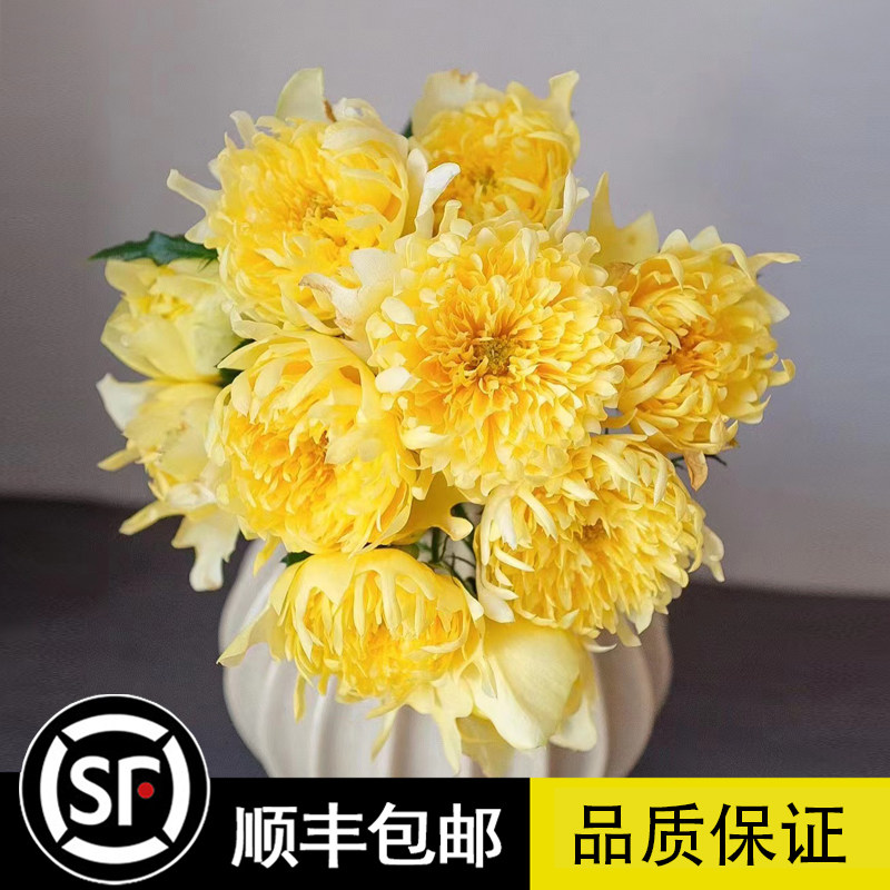 新品月季 烟花波浪 烟火褶裙荷兰月季浓香多季勤花花瓣优美似菊花
