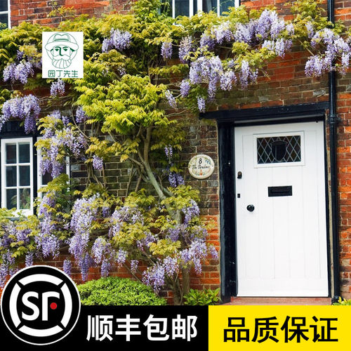 花园盆景价格 花园盆景图片 星期三