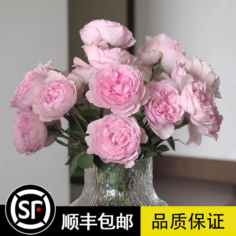 粉色月季伊芙马蒂诺风琴月季大花浓香庭院盆栽地栽切花玫瑰多季开