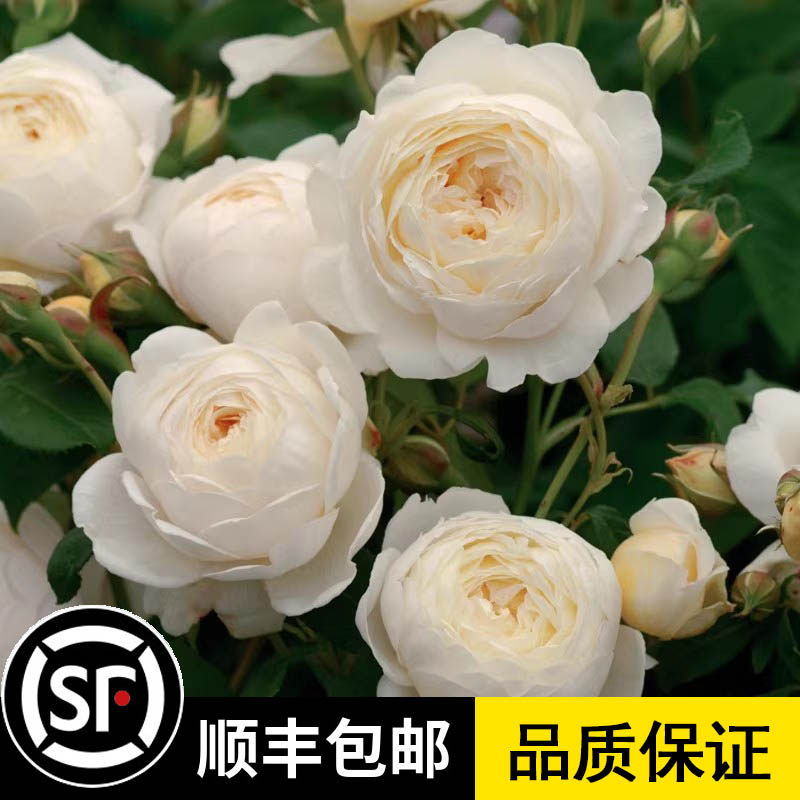 克莱尔奥斯汀（ClaireAustin）灌木月季丰花白色可藤本香味抗病