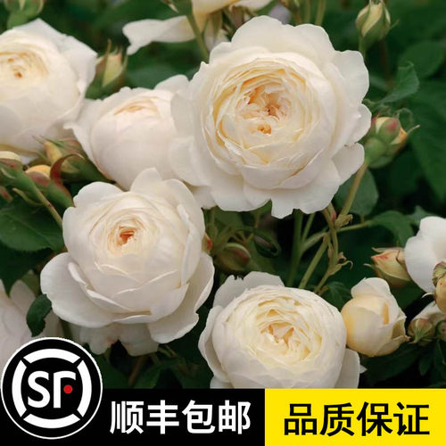 欧洲月季 保证品种 花期带花 原土发货