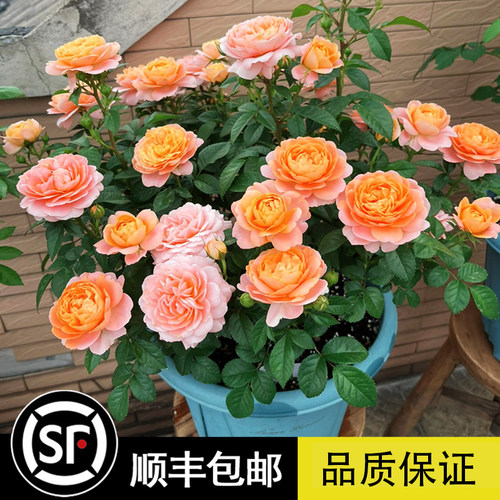 园丁先生 果汁阳台灌木阳台系列 大花微月月季 微月品种植株多花