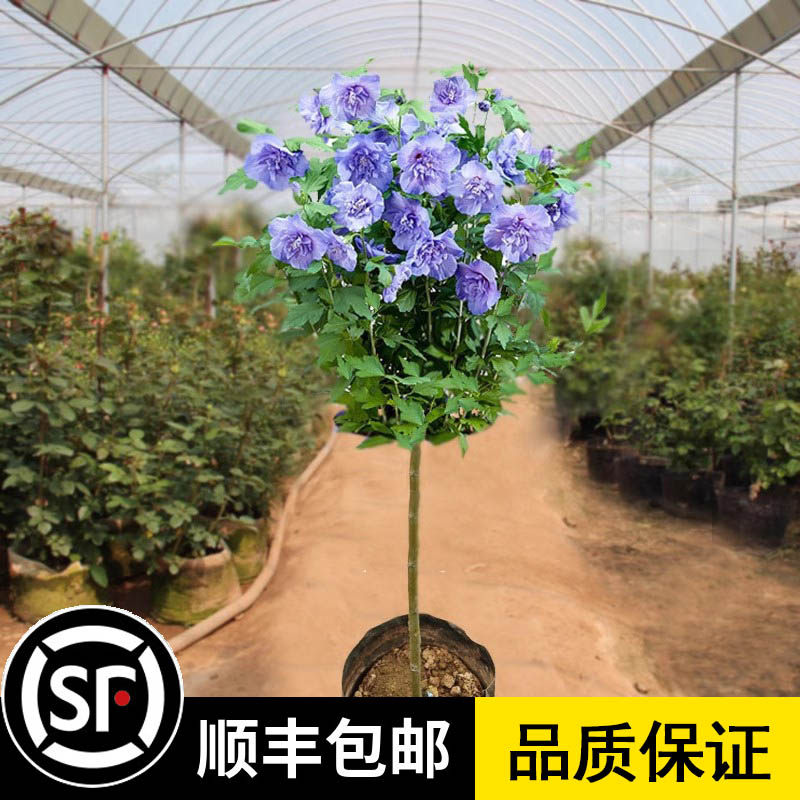 蓝莓冰沙木槿棒棒糖盆栽重瓣木槿花树苗阳台庭院观赏花卉绿植花卉
