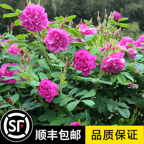 食用玫瑰花苗平阴玫瑰大马士革盆栽室内阳台庭院花园观赏花卉植物
