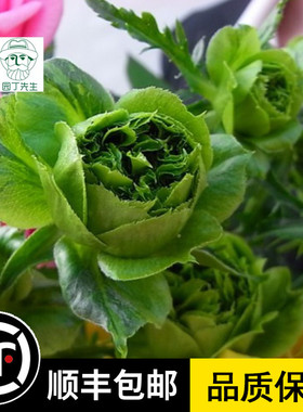 新品结绿珍欧月切花绿色玫瑰月季花苗盆栽阳台微型月季多花玫瑰苗