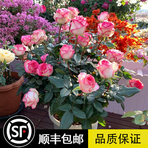 欧洲月季 保证品种 花期带花 原土发货