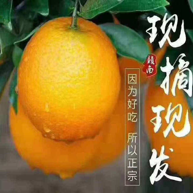 正宗赣南脐橙5斤装江西赣州橙子应季新鲜水果手剥橙现摘大果3斤,水产肉类/新鲜蔬果/熟食,橙,淘宝优惠券,粉丝福利购,淘宝优惠卷