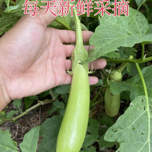 江西赣南小茄子现摘农家露天种植