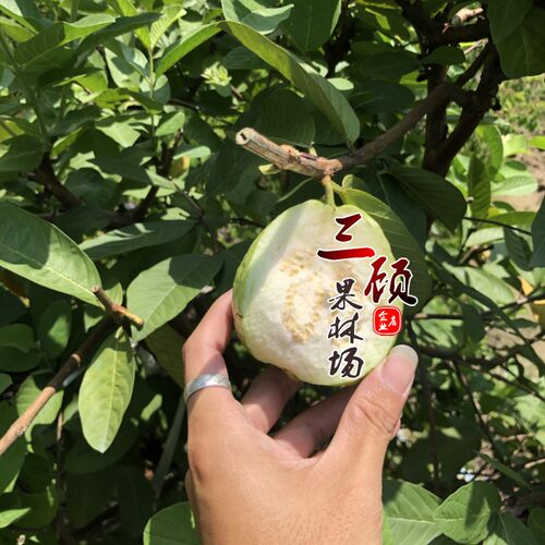 台湾四季鸭梨地毯嫁接苗