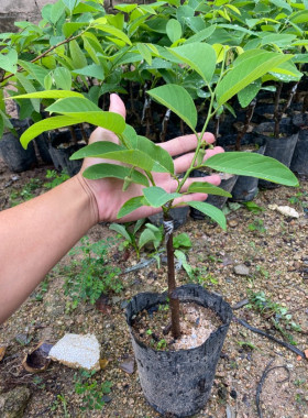 台湾榴莲释迦树苗佛陀果苗嫁接果树苗苗番荔枝果苗带土带叶子发货