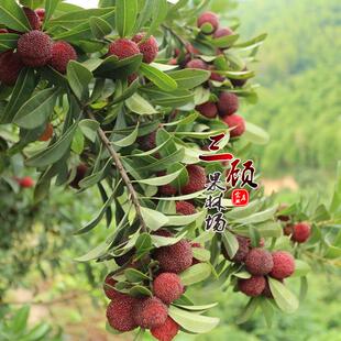 杨梅苗嫁接东魁杨梅树苗迟早熟杨梅嫁接果树苗带土带叶子发货