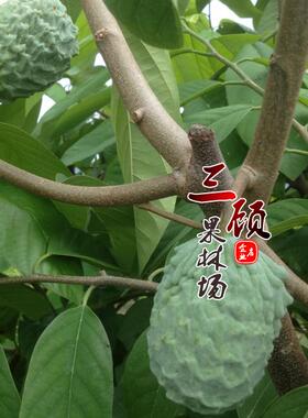 台湾凤梨释迦苗 ap释迦嫁接苗 蜜释迦 佛头果番荔枝 林檎苗果树苗