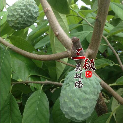 台湾凤梨释迦嫁接苗佛头果番荔枝