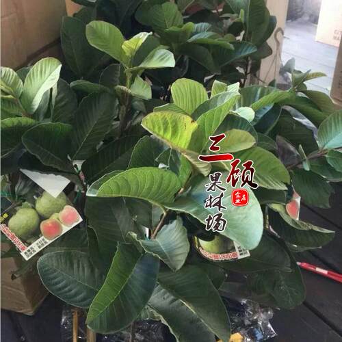 芭乐苗台湾四季红心少籽番石榴