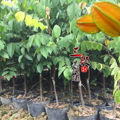 台湾泰国马来西亚四季酸红杨桃