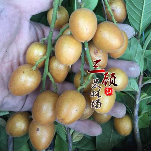 黄皮苗鸡心无核黄皮黑皮大果甜