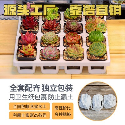 多肉植物大多肉盆栽花卉肉肉带盆组合生石花玉露基地自产自销C83