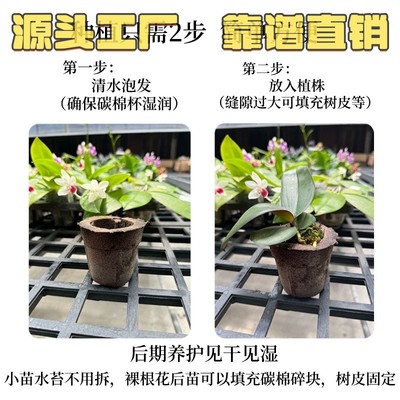 懒人碳棉种植杯蝴蝶兰热植育苗种植块塑形基质植料炭棉进口泥C78