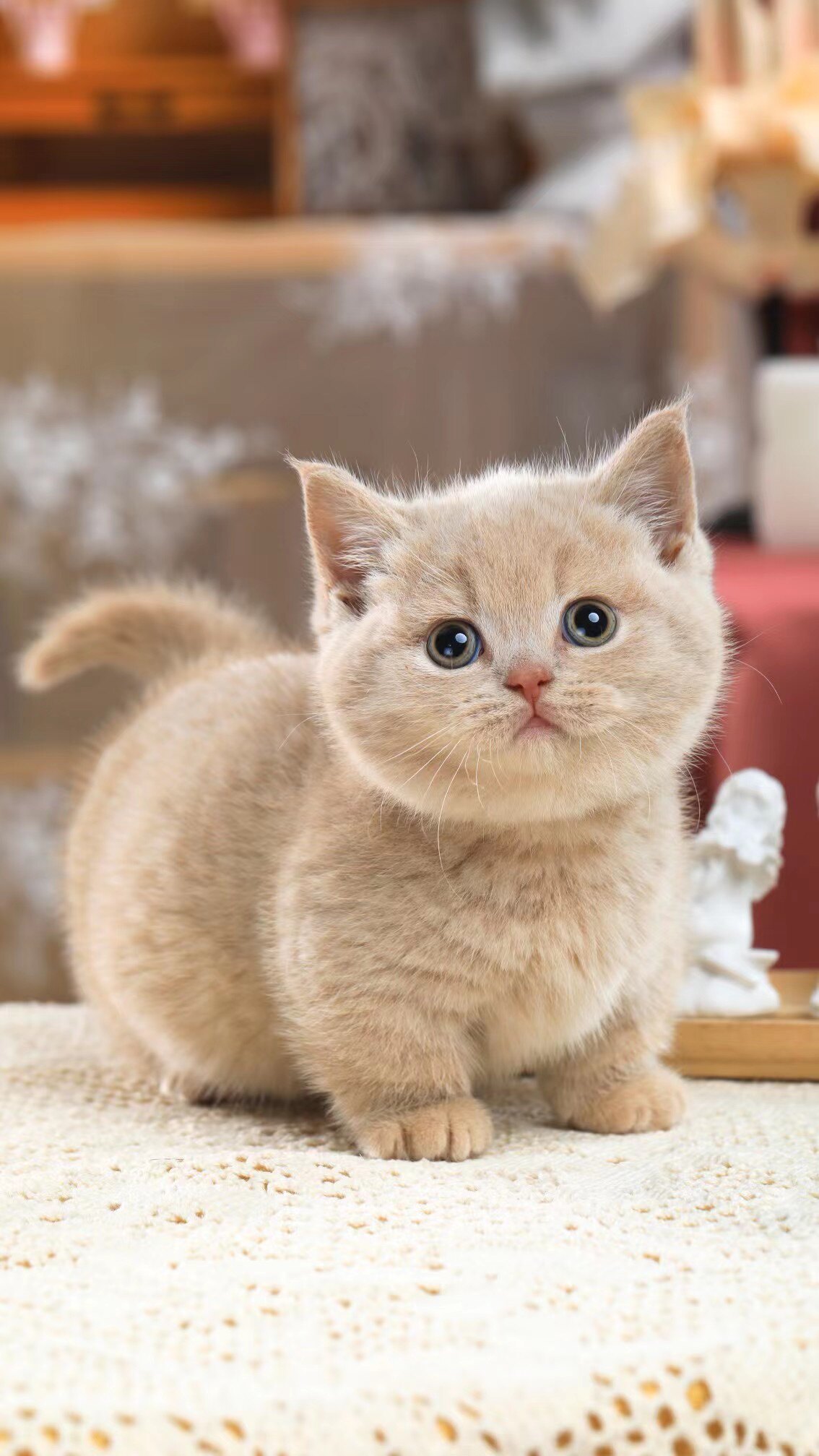 纯乳曼基康短腿矮脚英短弟弟宠物猫
