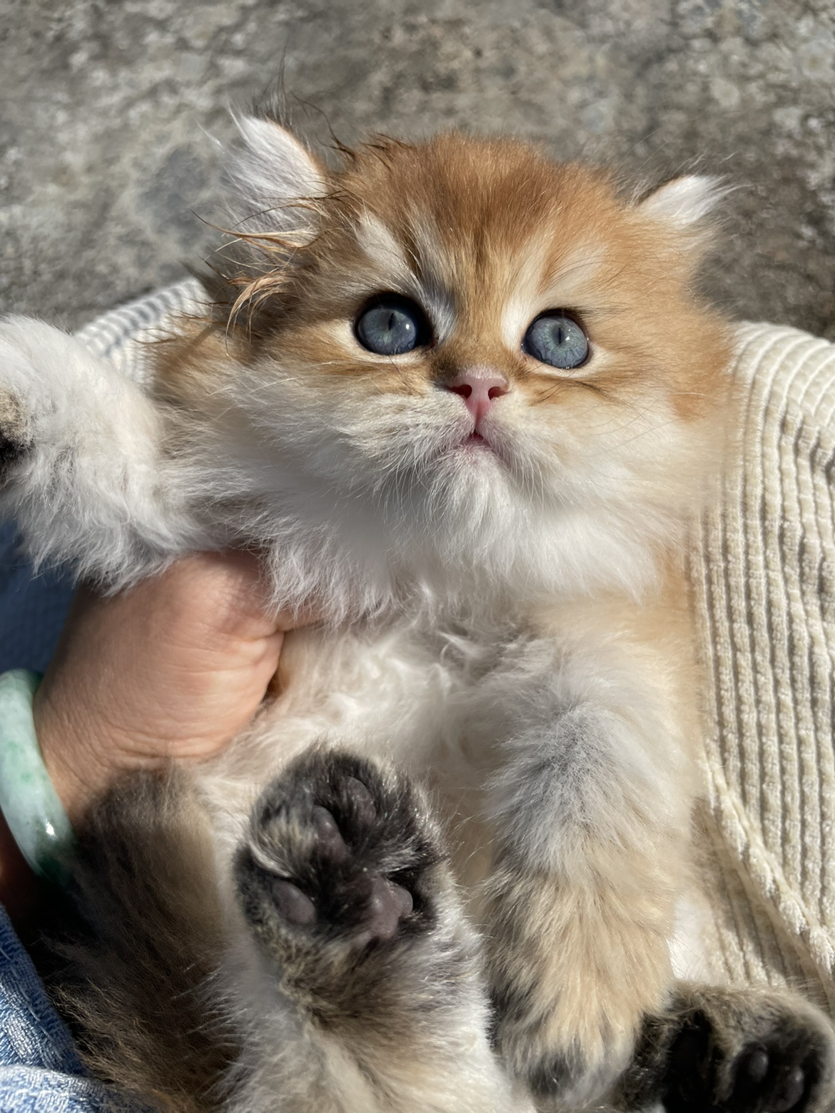 双血金渐层长毛Ny12色宠物猫高地弟弟妹妹