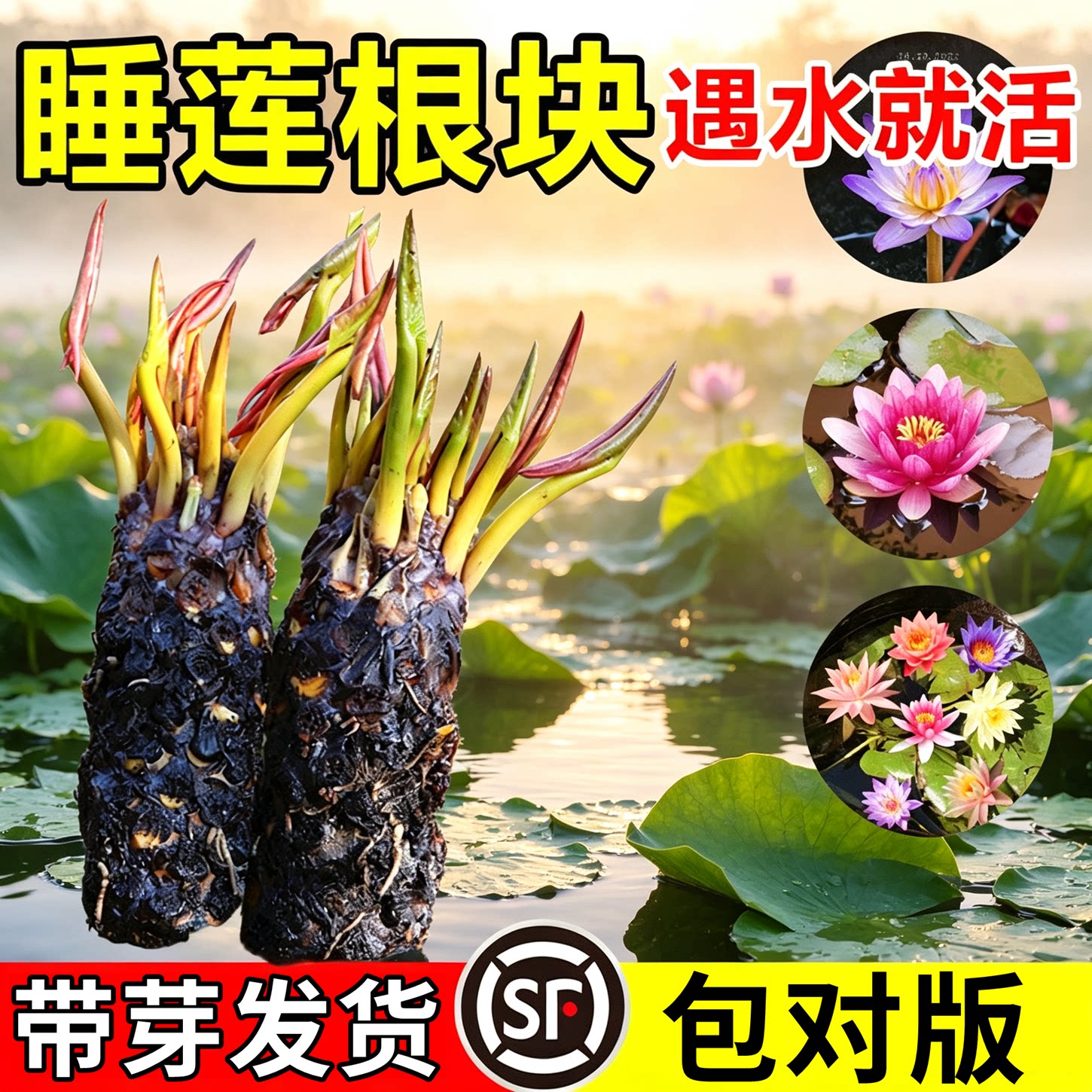 带芽发货大睡莲根块四季水养水培