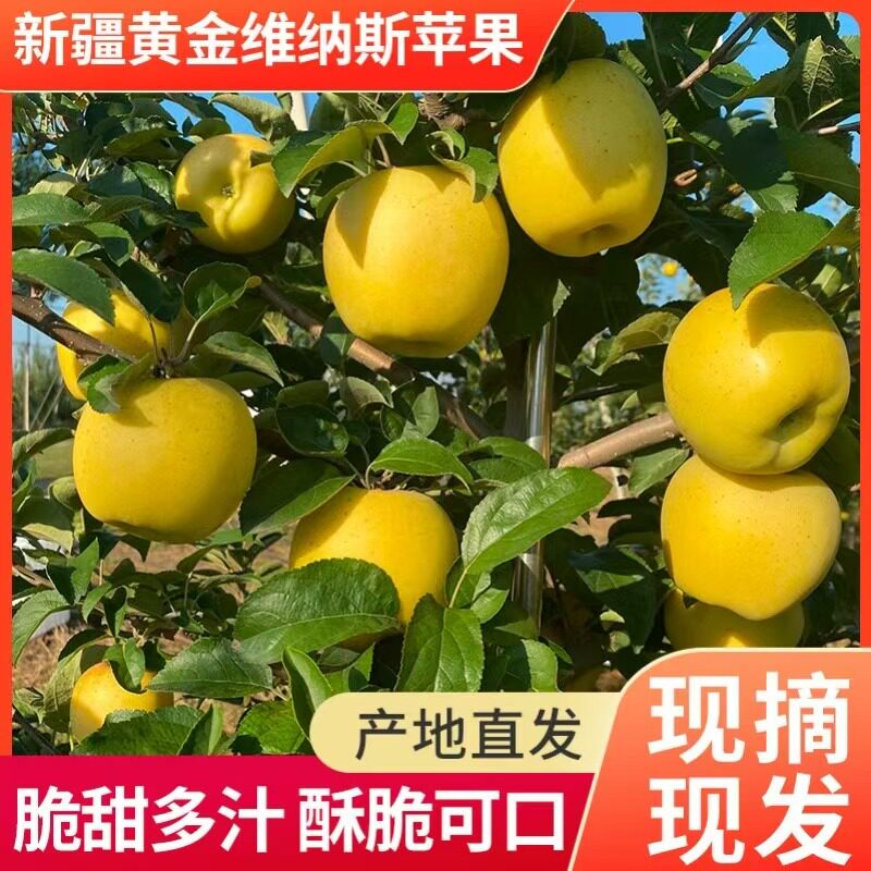 新疆阿克苏当季黄金维纳斯苹果纯甜无酸香香甜多汁新鲜水果