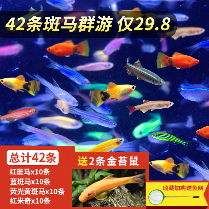 冷水鱼麦穗鱼不用加温热好养活群游观赏鱼小型淡水练手原生鱼