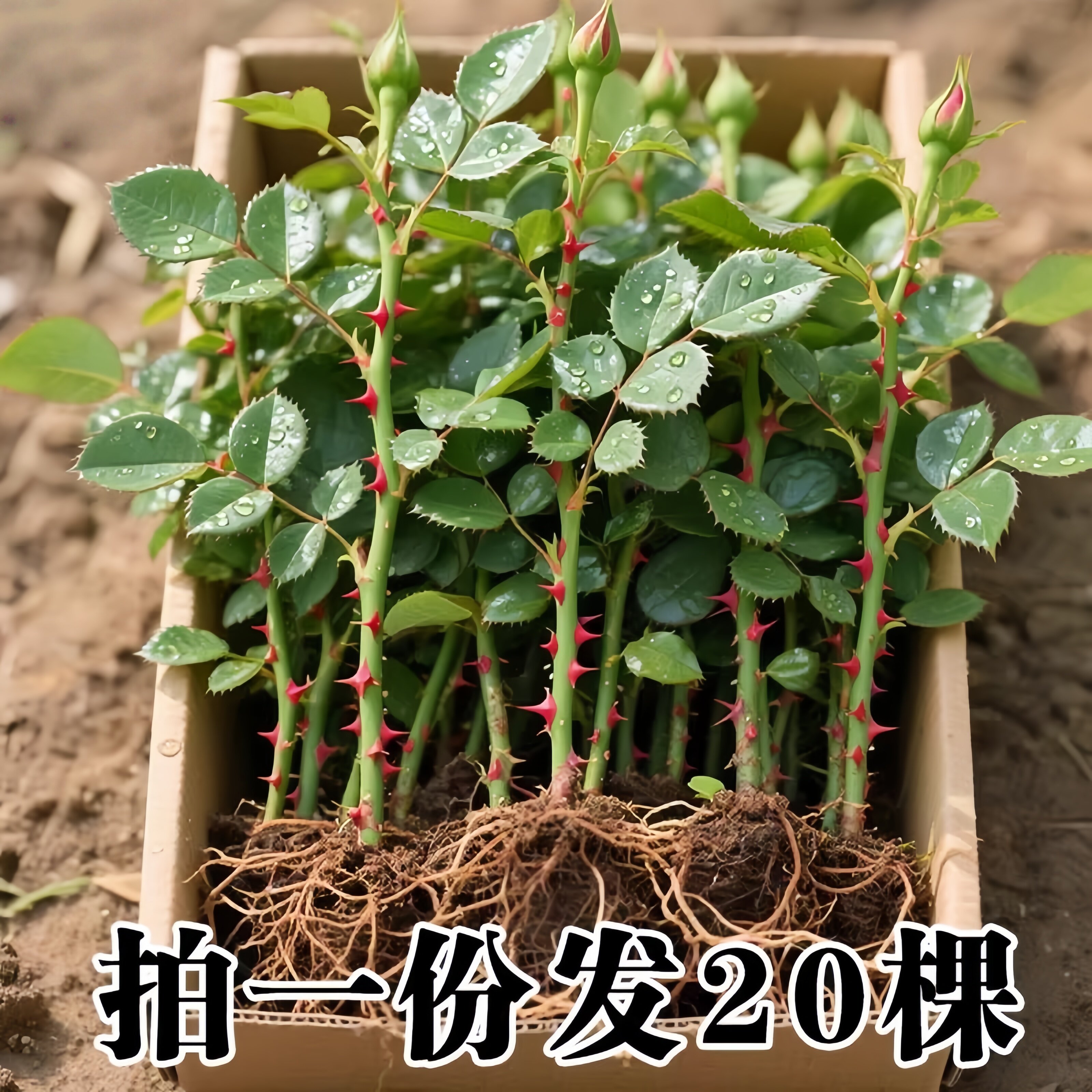 月季花苗蔷薇爬藤四季浓香扦插小苗玫瑰藤本月季庭院浓香特浓香花