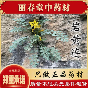 岩黄连中药材岩黄莲根500g克包邮  岩胡 岩连 菊花黄连土黄连有根