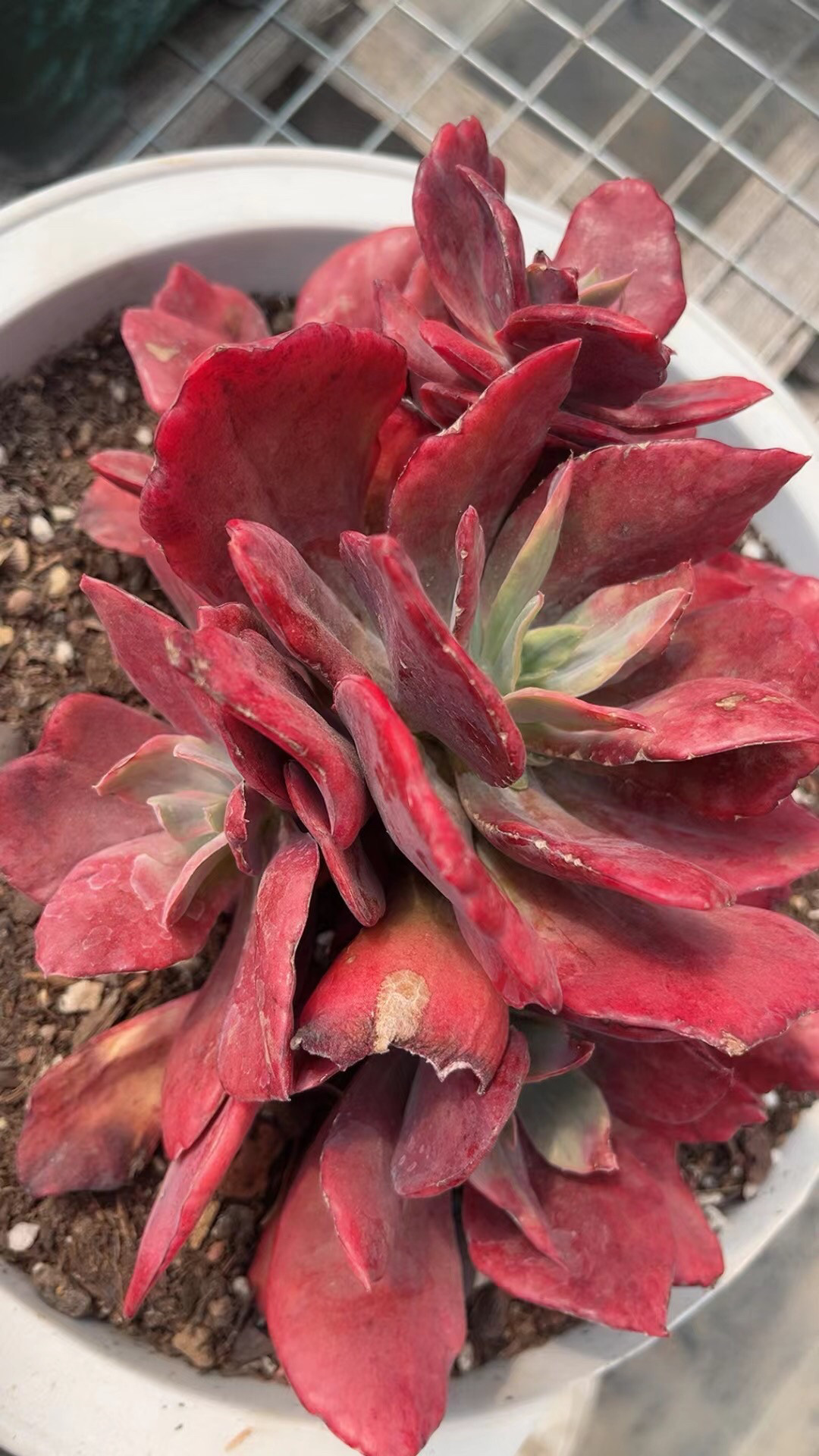 钻石锦多肉 精品韩货 稀有贵货 小桩满盆