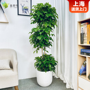 办公室植物租赁：让工作空间充满生机