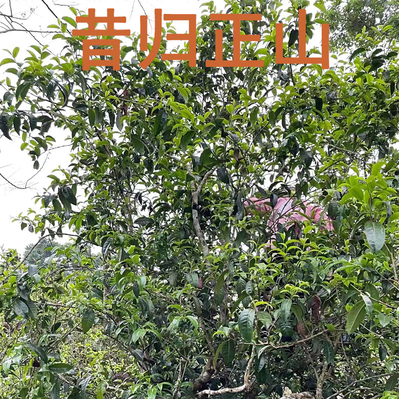 昔归老寨正山古树普洱茶忙麓山核心产区古树春茶临沧古树普洱散茶