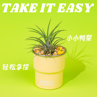氧植青年小小鸭梨空气凤梨盆栽办公室桌面懒人植物解压可爱小绿植