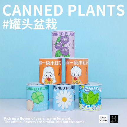 驱蚊薄荷牵牛花雏菊种子罐头办公室情绪稳定桌面创意种植小花盆栽