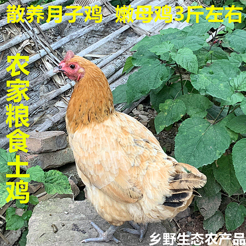 正宗散养母鸡月子鸡土鸡本地鸡农家跑山鸡草鸡仔鸡活鸡3.2斤/左右