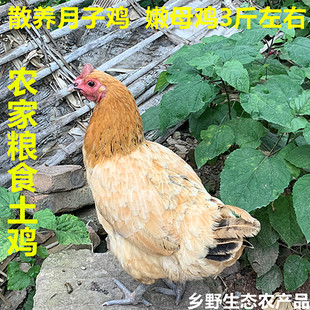 正宗散养母鸡月子鸡土鸡本地鸡农家跑山鸡草鸡仔鸡活鸡3.2斤/左右
