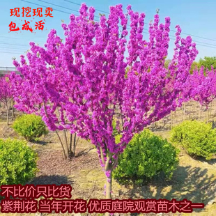紫荆花树苗庭院景观树耐寒耐旱易成活当年开花绿化观赏满条红花