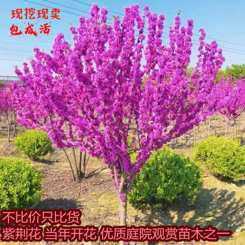 紫荆花苗庭院绿化包成活当年开花