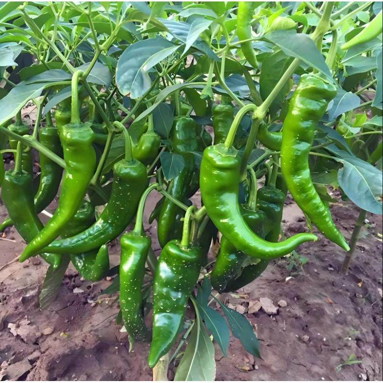 湖南土特辣蔬菜乡下本地苗带湖北农家四川老农村土苗品种秧苗辣椒,鲜花速递/花卉仿真/绿植园艺,家庭园艺种子,淘宝优惠券,粉丝福利购,淘宝优惠卷