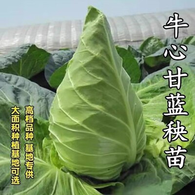 牛心甘蓝秧苗尖包心菜孢子紫甘蓝秋冬耐寒蔬菜苗春丰牛心包菜苗