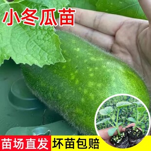 冬瓜苗秧苗早熟小冬瓜苗高产黑皮大冬瓜苗子广东四季南方种菜种籽