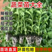 四季 辣椒苗番茄苗茄子苗黄瓜苗西瓜甘蓝菜花芹菜秧苗盆栽蔬菜种苗