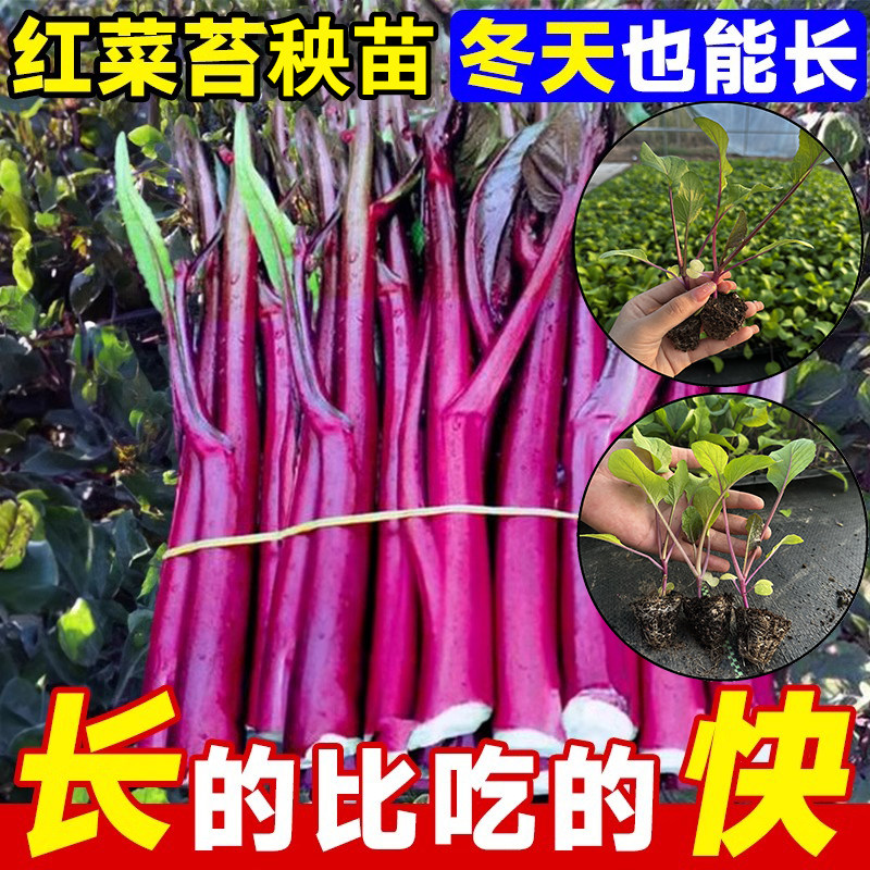 红菜苔秧苗种孑菜心种籽广东湖北家庭园艺种子