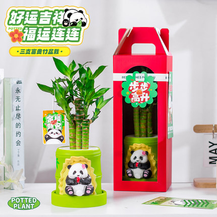 水培富贵竹发财树小盆栽办公室桌面好养招财绿植教师节礼物伴手礼