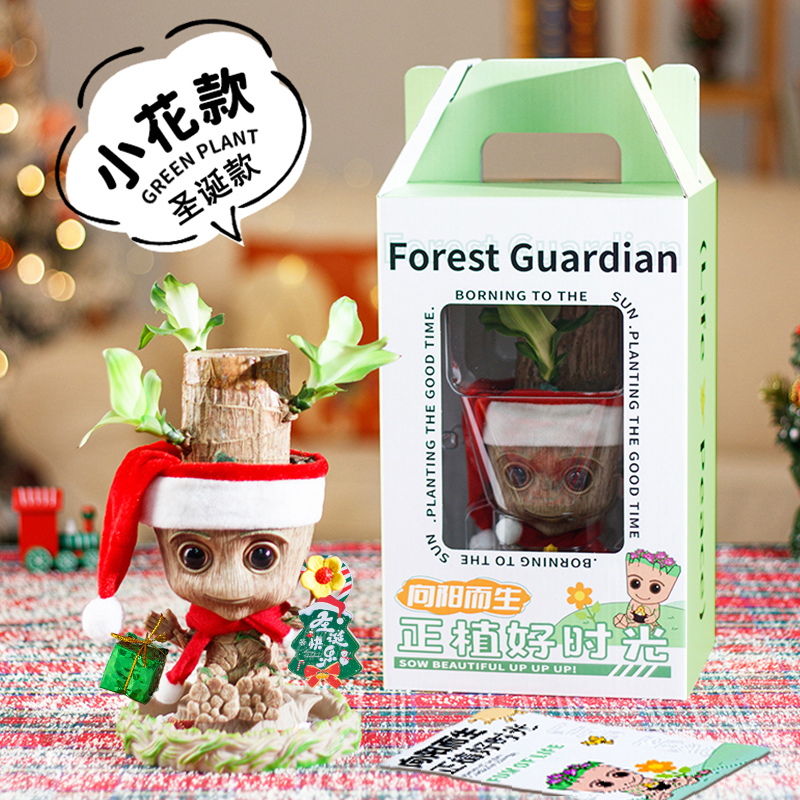 巴西木带芽水养幸运桌面水培植物