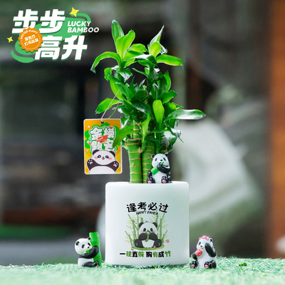富贵竹桌面熊猫系列创意植物礼物