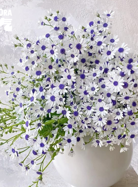 花气 |瓜叶菊蓝眼睛鲜切花天然蓝色小花农场风自然小花束花材顺丰
